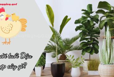 Cây Phong Thuỷ Cho Người Tuổi Dậu – Bí Quyết Thu Hút Tài Lộc Và Bình An