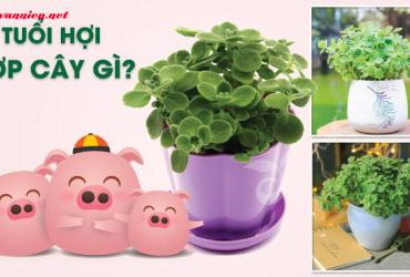 Cây Phong Thuỷ Cho Người Tuổi Hợi – Bí Quyết Chiêu Tài Lộc Và Bình An