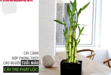 Cây Phong Thủy Cho Người Tuổi Mão: Lựa Chọn Xanh Mang Lại May Mắn Và Thịnh Vượng