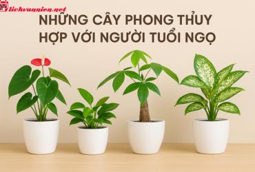 Cây Phong Thủy Cho Người Tuổi Ngọ - Chọn Cây Nào Để Vượng Tài Lộc?