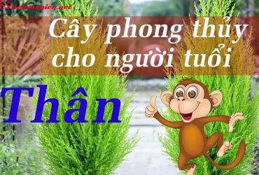 Cây Phong Thủy Mang Lại Tài Lộc Và May Mắn Cho Người Tuổi Thân