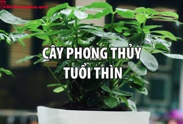 Cây Phong Thủy Cho Người Tuổi Thìn - Bí Quyết Chọn Cây Hợp Mệnh Đón Vượng Khí