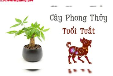 Cây Phong Thuỷ Cho Người Tuổi Tuất - Bí Quyết Chiêu Tài Đón Lộc