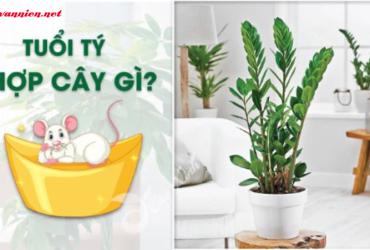 Cây Phong Thủy Cho Người Tuổi Tý: Lựa Chọn Thông Minh Để Thu Hút Vượng Khí