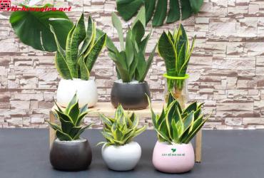 Cây Phong Thủy Mang Lại Tài Lộc Và May Mắn Cho Người Tuổi Tỵ