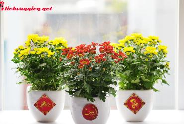 Cây Phong Thủy Chưng Tết – Lựa Chọn May Mắn Cho Năm Mới An Khang