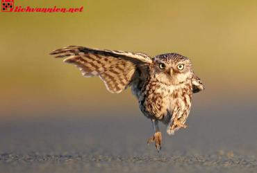 Cú Mèo Phong Thủy - Linh Vật Kết Hợp Độc Đáo Mang Lại Tài Lộc Và Bình An