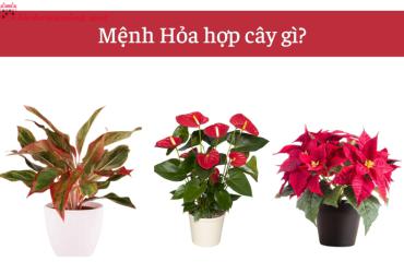 Mệnh Hỏa Hợp Với Loại Cây Cảnh Nào