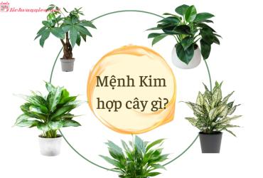 Mệnh Kim Hợp Với Loại Cây Cảnh Nào: Bí Quyết Chọn Cây Phong Thủy