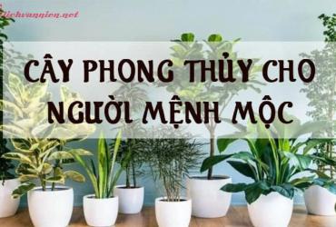 Mệnh Mộc Hợp Với Loại Cây Cảnh Nào