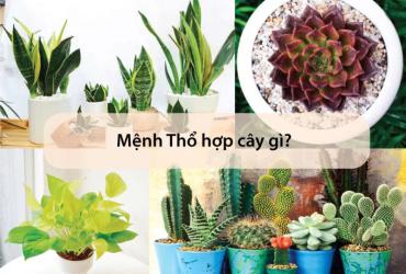 Mệnh Thổ Hợp Với Loại Cây Cảnh Nào: Bí Quyết Chọn Cây Phong Thủy