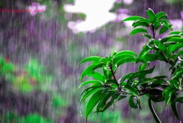 Tiết Cốc Vũ Là Gì? Ý Nghĩa Tiết Cốc Vũ