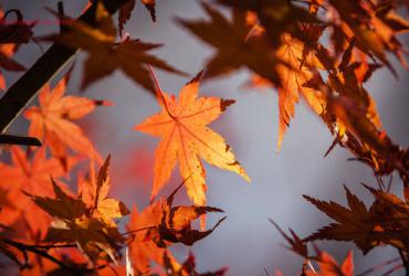 Tiết Hàn Lộ Là Gì? Ý Nghĩa Tiết Hàn Lộ