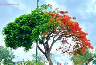 Tiết Lập Hạ Là Gì? Ý Nghĩa Tiết Lập Hạ