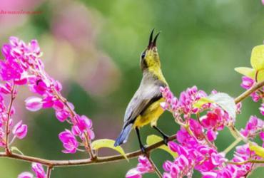 Tiết Lập Xuân Là Gì? Ý Nghĩa Tiết Lập Xuân