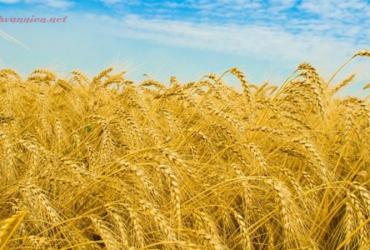 Tiết Mang Chủng Là Gì? Ý Nghĩa Tiết Mang Chủng