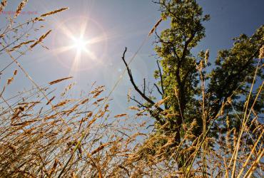 Tiết Tiểu Thử Là Gì? Ý Nghĩa Tiết Tiểu Thử