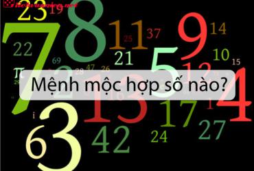 Mệnh Mộc Hợp Số Mấy: Bí Mật Phong Thủy Và Con Số May Mắn