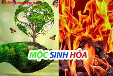 Mộc Sinh Hỏa: Sự Tương Sinh Hài Hòa Trong Ngũ Hành