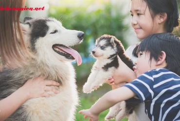 Nuôi Chó Phong Thủy: Bí Quyết Thu Hút Tài Lộc Và Bình An Cho Gia Đình