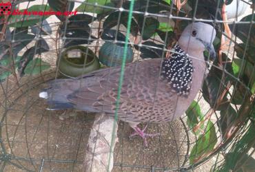 Nuôi Cu Gáy Phong Thủy – Nghệ Thuật Thu Hút Tài Lộc Và Vượng Khí Cho Gia Đình