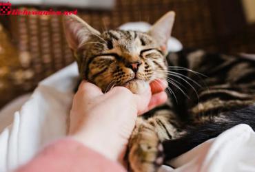 Bí Quyết Nuôi Mèo Phong Thủy Mang Lại Tài Lộc Và May Mắn Cho Gia Đình