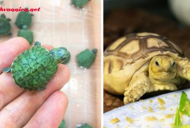 Nuôi Rùa Phong Thủy - Bí Quyết Thu Hút Tài Lộc Và May Mắn Cho Gia Đình