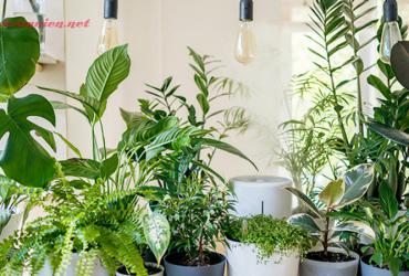 Khám Phá Bí Mật Cây Phong Thủy Cho 12 Con Giáp: Hút Tài Lộc, Cải Thiện Vận Mệnh!