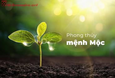 Phong Thủy Cho Người Mệnh Mộc: Bí Quyết Hài Hòa Từ Thiên Nhiên