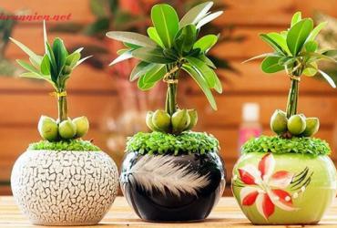 Vật phẩm phong thủy thu hút tài lộc và thịnh vượng cho doanh nghiệp