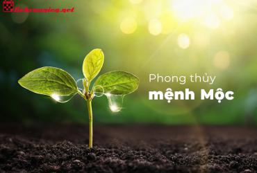 Phong Thủy Nhà Ở Cho Người Mệnh Mộc: Hướng Dẫn Toàn Diện