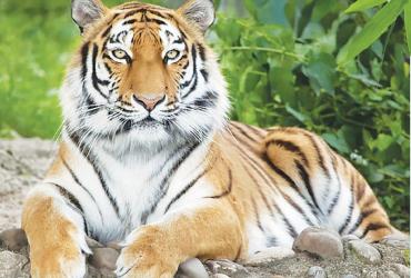 Bí Quyết Phong Thủy Nhà Ở Tuổi Dần - Mang Thịnh Vượng Về Tổ Ấm