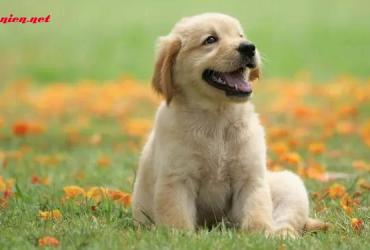 Phong Thủy Nhà Ở Tuổi Tuất - Bí Quyết Hài Hòa Năng Lượng Và Thịnh Vượng