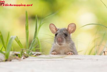 Phong Thủy Nhà Ở Tuổi Tý: Bí Quyết Thiết Kế Không Gian Hài Hòa Thu Hút Tài Lộc