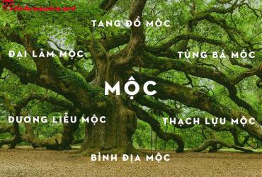 Vật Phẩm Phong Thủy Cho Người Mệnh Mộc: Bí Quyết Thu Hút Tài Lộc Và May Mắn