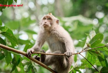 Xông Đất Gia Chủ Tuổi Thân - Bí Quyết Chọn Người Và Giờ Đẹp Đầu Năm Mới