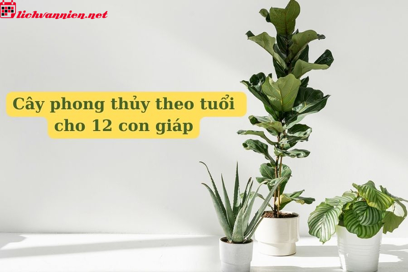 Cây Phong Thủy Cho 12 Con Giáp: Lựa Chọn Cây May Mắn Phù Hợp Với Vận Mệnh