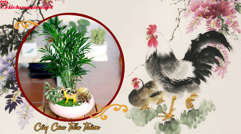 C&acirc;y Phong Thuỷ Cho Người Tuổi Dậu &ndash; B&iacute; Quyết Thu H&uacute;t T&agrave;i Lộc V&agrave; B&igrave;nh An