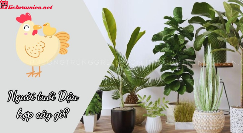 C&acirc;y Phong Thuỷ Cho Người Tuổi Dậu &ndash; B&iacute; Quyết Thu H&uacute;t T&agrave;i Lộc V&agrave; B&igrave;nh An