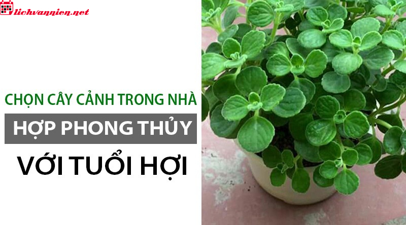 C&acirc;y Phong Thuỷ Cho Người Tuổi Hợi &ndash; B&iacute; Quyết Chi&ecirc;u T&agrave;i Lộc V&agrave; B&igrave;nh An