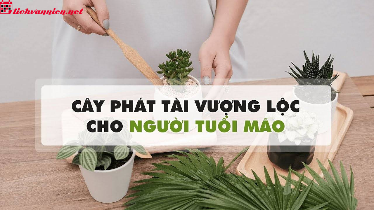 C&acirc;y Phong Thủy Cho Người Tuổi M&atilde;o: Lựa Chọn Xanh Mang Lại May Mắn V&agrave; Thịnh Vượng