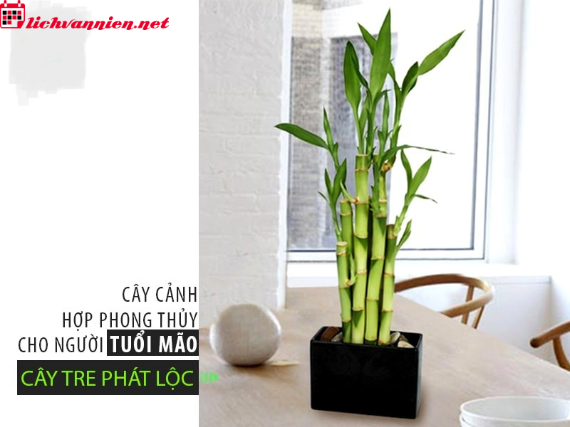 C&acirc;y Phong Thủy Cho Người Tuổi M&atilde;o: Lựa Chọn Xanh Mang Lại May Mắn V&agrave; Thịnh Vượng