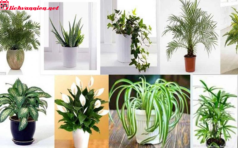 C&acirc;y Phong Thủy Cho Người Tuổi M&ugrave;i - Lựa Chọn C&acirc;y Cảnh Hợp Mệnh Mang Lại May Mắn