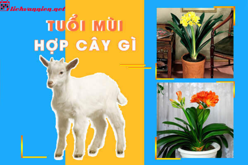 C&acirc;y Phong Thủy Cho Người Tuổi M&ugrave;i - Lựa Chọn C&acirc;y Cảnh Hợp Mệnh Mang Lại May Mắn