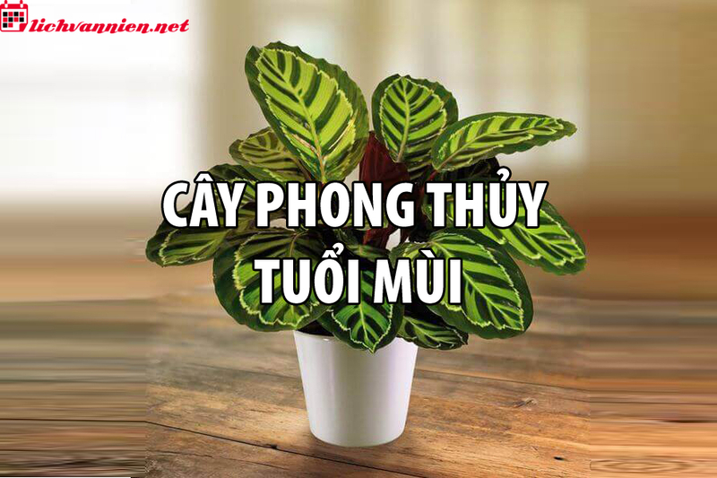 C&acirc;y Phong Thủy Cho Người Tuổi M&ugrave;i - Lựa Chọn C&acirc;y Cảnh Hợp Mệnh Mang Lại May Mắn
