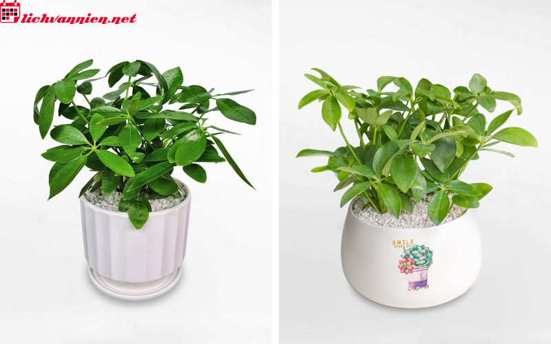 Cây Phong Thủy Cho Người Tuổi Ngọ - Chọn Cây Nào Để Vượng Tài Lộc?