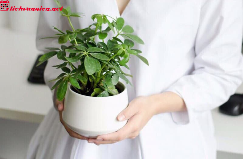 Cây Phong Thủy Cho Người Tuổi Ngọ - Chọn Cây Nào Để Vượng Tài Lộc?