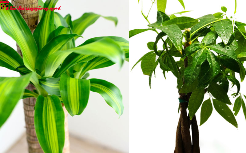 C&acirc;y Phong Thủy Mang Lại T&agrave;i Lộc V&agrave; May Mắn Cho Người Tuổi Th&acirc;n