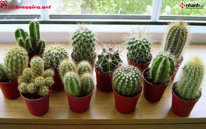 C&acirc;y Phong Thủy Cho Người Tuổi Th&igrave;n - B&iacute; Quyết Chọn C&acirc;y Hợp Mệnh Đ&oacute;n Vượng Kh&iacute;