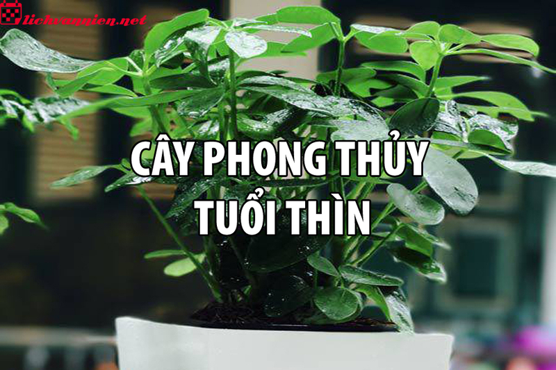 C&acirc;y Phong Thủy Cho Người Tuổi Th&igrave;n - B&iacute; Quyết Chọn C&acirc;y Hợp Mệnh Đ&oacute;n Vượng Kh&iacute;
